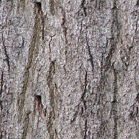 текстура коры дерева